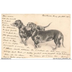 AZAP6-0519-CHIEN - Teckel