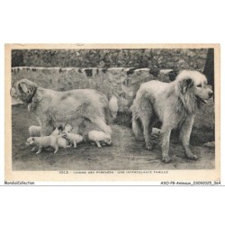 AXOP8-0887-ANIMAUX - Chiens des pyrénées - Une intéressante famille