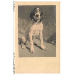 AXOP8-0895-ANIMAUX - Chien labrador