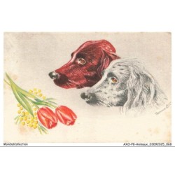 AXOP8-0889-ANIMAUX - Chiens setter irlandais