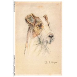 AXOP8-0894-ANIMAUX - Chien fox-terrier