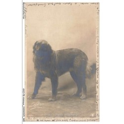 AXOP8-0898-ANIMAUX - Minka chienne de léonberg