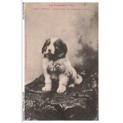 AXOP9-0915-ANIMAUX - Les pyrénées - Viscos - Jeune chien des pyrénées