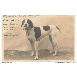 AXOP9-0918-ANIMAUX - Snap - Chienne pointer