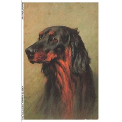 AXOP9-0936-ANIMAUX - Chien setter gordon