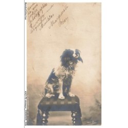 AXOP9-0929-ANIMAUX - Chien cavalier king