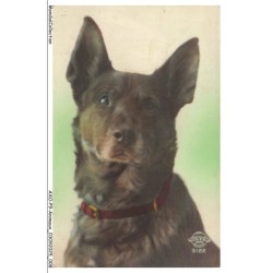 AXOP9-0919-ANIMAUX - Chien kelpie