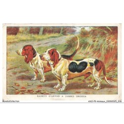 AXOP9-0933-ANIMAUX - Bassets d'artois a jambes droites