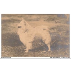 AXOP9-0942-ANIMAUX - Chien samoyede