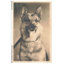AXOP9-0934-ANIMAUX - Chien berger allemand
