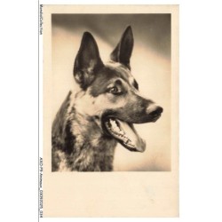AXOP9-0932-ANIMAUX - Chiens malinoit