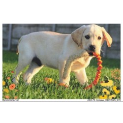 AXOP9-0950-ANIMAUX - Chien labrador retriver