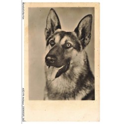 AXOP9-0945-ANIMAUX - Chein berger allemand