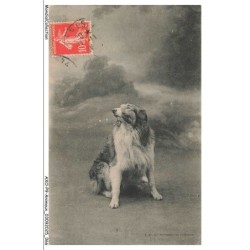 AXOP9-0948-ANIMAUX - Chien colley