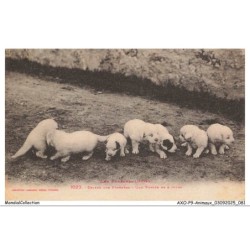 AXOP9-0956-ANIMAUX - Chiens des pyrénées - Une portée de 8 jours