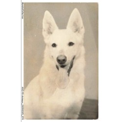 AXOP9-0952-ANIMAUX - Chien berger blanc suisse