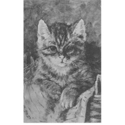 CHATS AD-MK177 PORTRAIT D UN CHAT