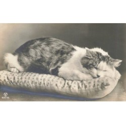 CHATS AD-MK194 UN CHAT ENDORMIE SUR UN COUSSIN