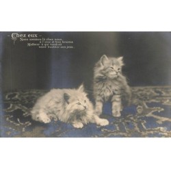 CHATS AD-MK180 CHEZ EUX DEUX CHATONS A POILS