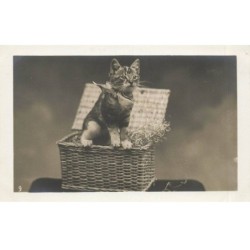 CHATS AD-MK217 UN CHAT SUR UN PANIER