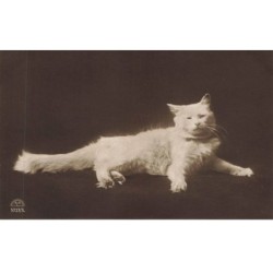 CHATS AD-MK189 UN CHAT BLANC