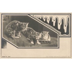 CHATS AD-MK179 TROIS CHATS