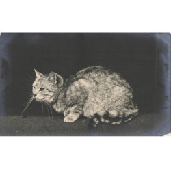 CHATS AD-MK208 UN CHAT GRIS