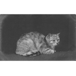 CHATS AD-MK211 UN CHAT GRIS