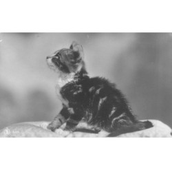 CHATS AD-MK197 UN CHATON A POILS