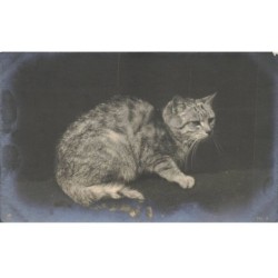 CHATS AD-MK195 UN CHAT GRIS