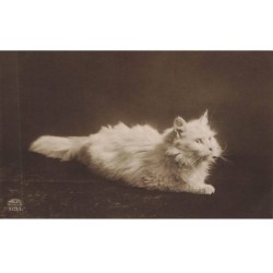 CHATS AD-MK184 UN CHAT BLANC A POILS