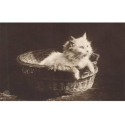 CHATS AD-MK183 CHAT BLANC A POILS DANS UN PANIER