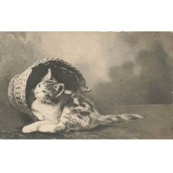 CHATS AD-MK193 UN CHAT ET PANIER