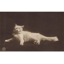 CHATS AD-MK199 UN CHAT BLANC A POILS