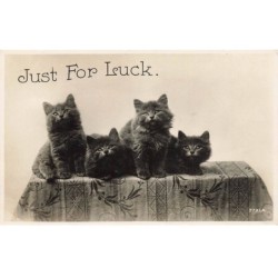 CHATS AF-DC508 4 CHATS CHANCEUX SUR UNE TABLE (lucky)