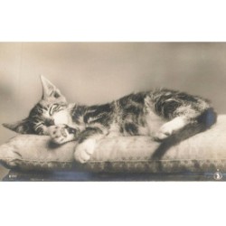 CHATS AD-MK198 UN CHAT QUI DORT SUR UN COUSSIN
