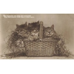 CHATS AF-DC505 TROIS CHATS DANS UN PANIER EN OSIER