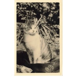CHATS -MK46787 CARTE PHOTO