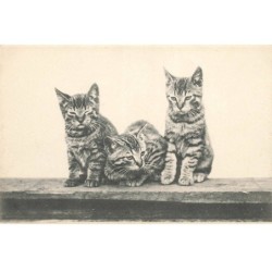 CHATS AF-DC504 TROIS CHATS SUR UN MURET