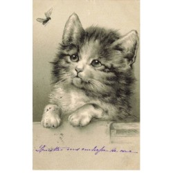 CHAT -35260 CHATS CAT KATZE PORTRAIT DE CHAT ET MOUCHE INSECTE GAUFREE