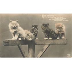 CHAT -35271 CHATS CAT KATZE EN COLERE GROUPES DE CHATONS