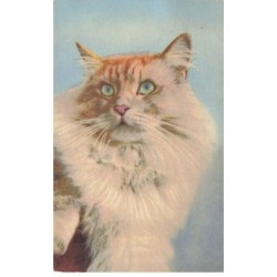 CHATS -MK40057 UN CHAT YEUX VERT