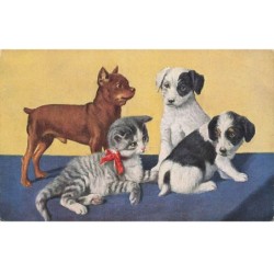 CHATS -MK43611 UN CHAT RUBAN ROUGE ET TROIS CHIENS JACK RUSSELL
