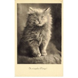 CHATS -MK40053 ON M APPELLE MISTIGRI UN CHAT GRIS AU REGARD SURPRIS