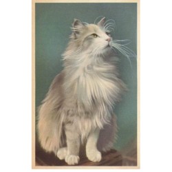 CHATS -MK40063 BEAU CHAT GRIS YEUX JAUNE