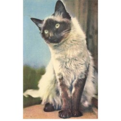 CHATS -MK40052 UN CHAT GRIS ET NOIR AUX YEUX JAUNE