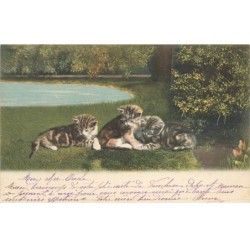 CHATS -MK44936 CHATS ALLONGE SUR L HERBE DANS LA NATURE