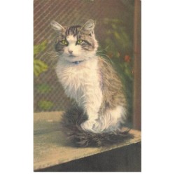 CHATS -MK43593 CHAT AUX YEUX PERSAN JAUNE