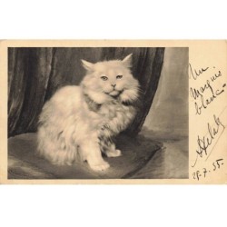CHATS -MK41553 CHAT A POILS BLANC