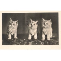 CHATS -MK43594 TROIS CHATONS BLANC